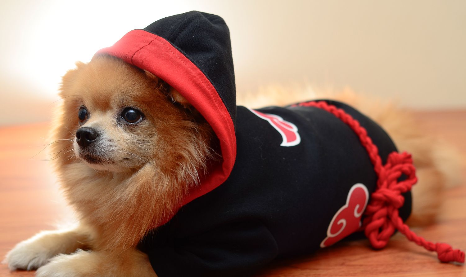 铲屎官肯定是火影忍者粉丝 这是打算把汪星人训练成忍犬