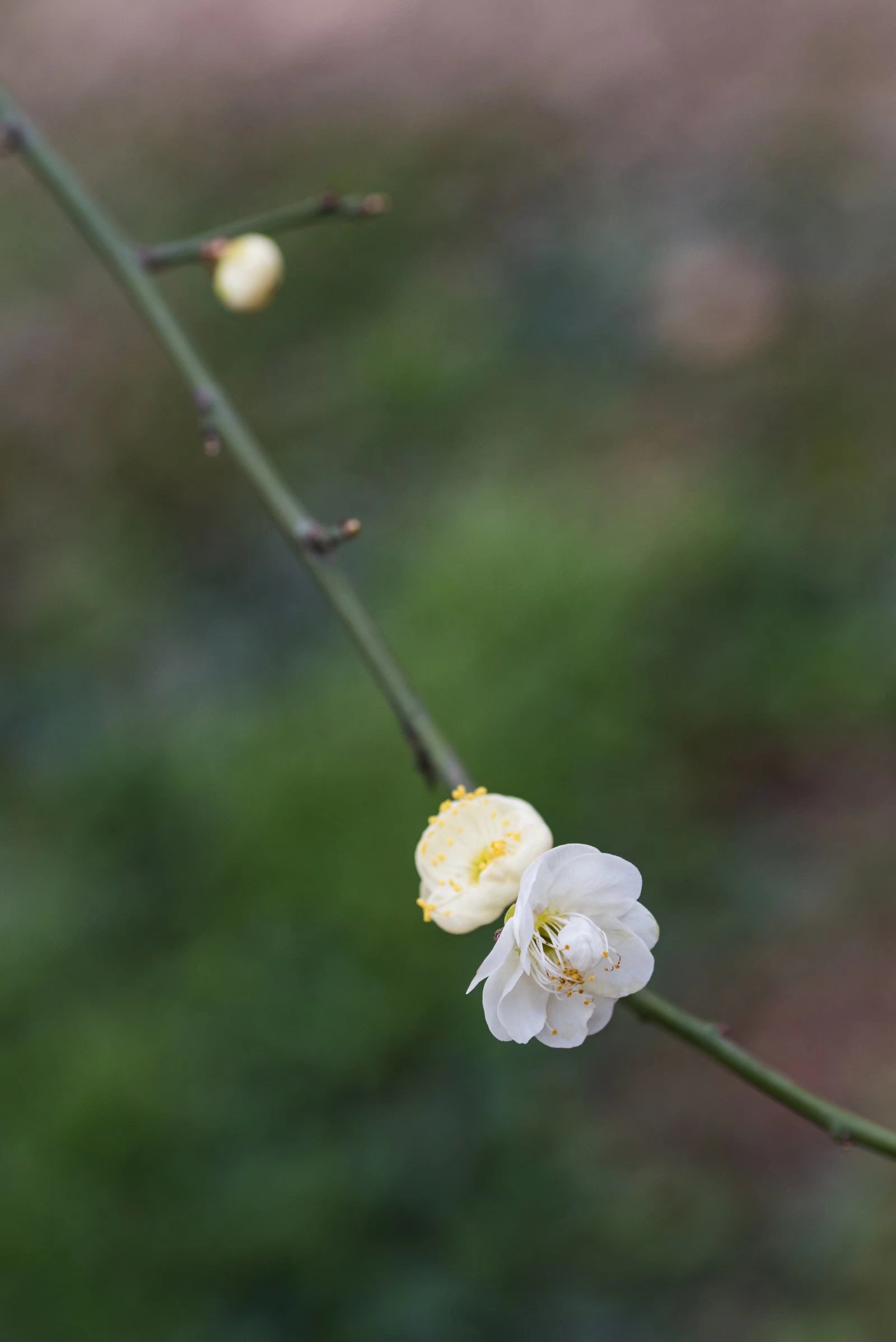 最有君子气质的梅花，梅花中的名品—绿萼梅|品种|绿色|花萼|科梅|胸胁_新浪新闻