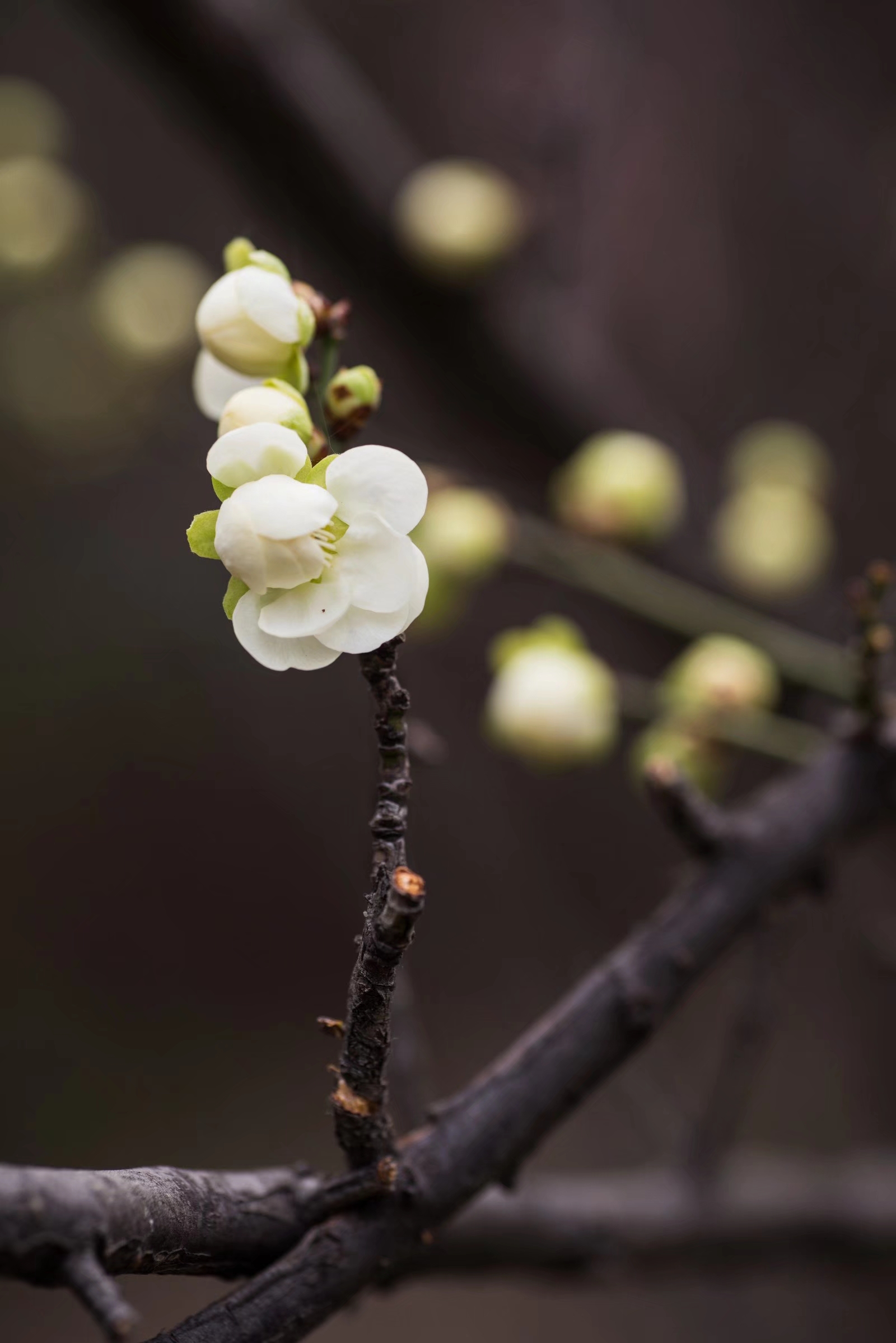 最有君子气质的梅花,梅花中的名品—绿萼梅