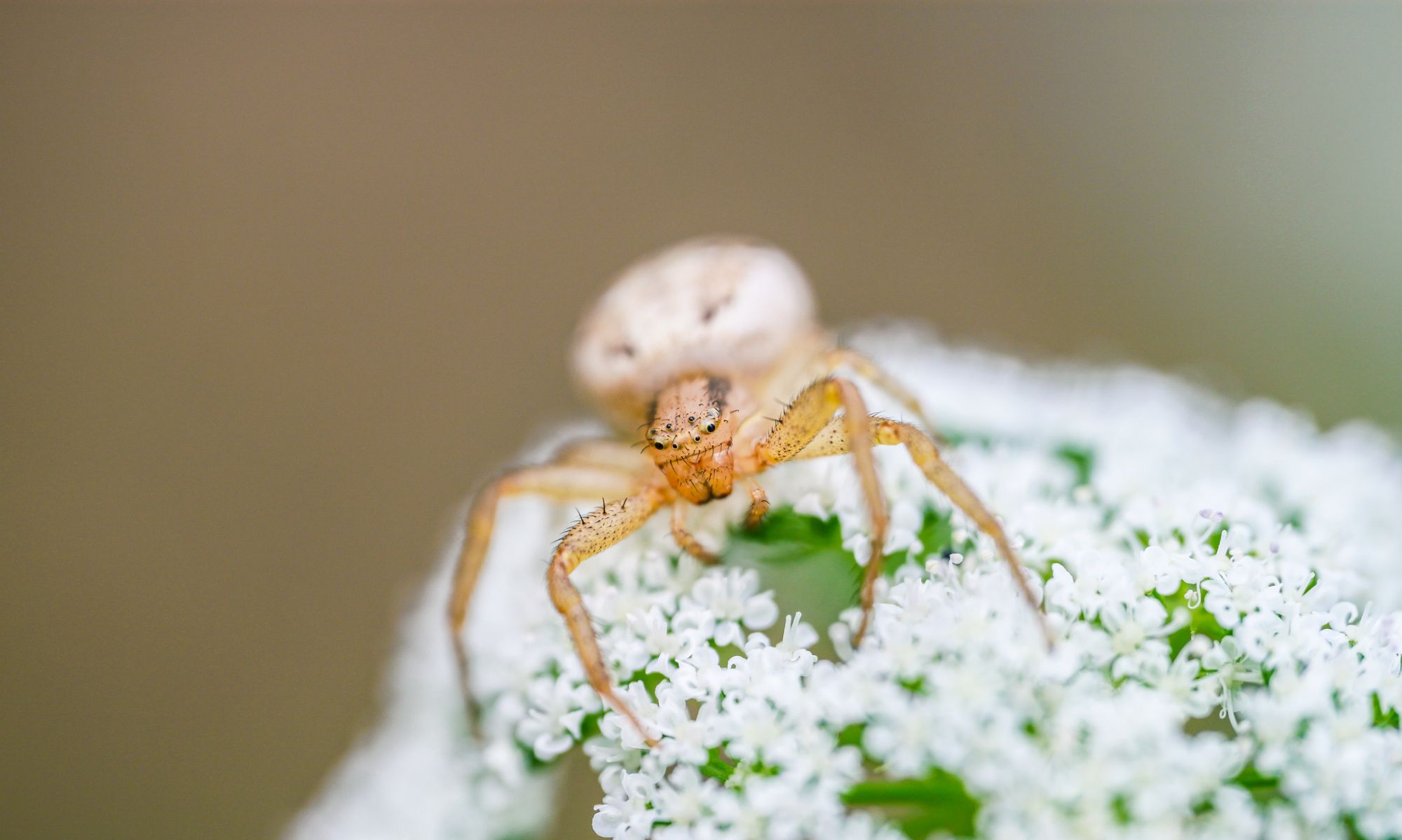 美丽的微距摄影,带给你不一样的视觉享受|蝽|花瓣|昆虫_新浪新闻
