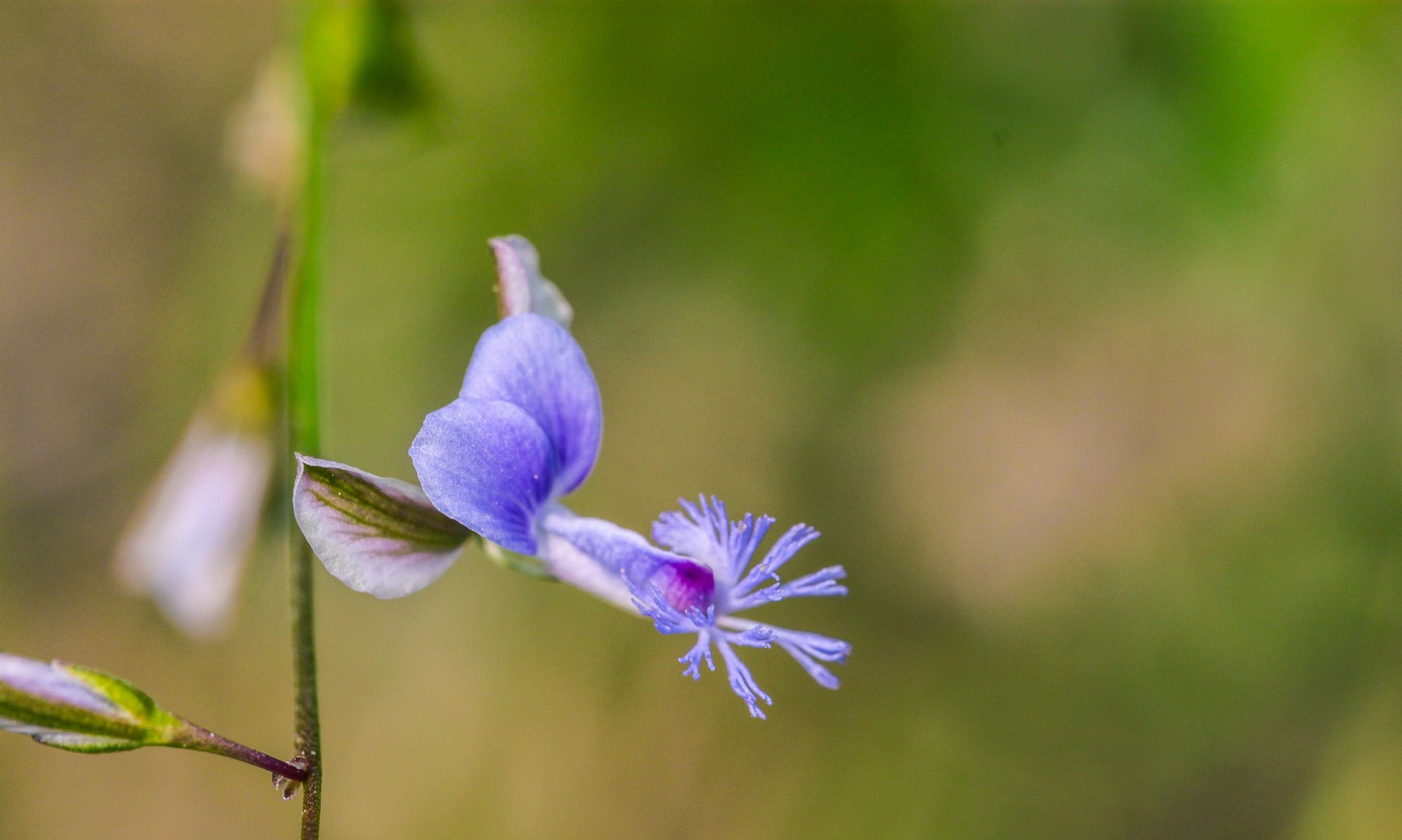 美丽的微距摄影,带给你不一样的视觉享受|蝽|花瓣|昆虫_新浪新闻