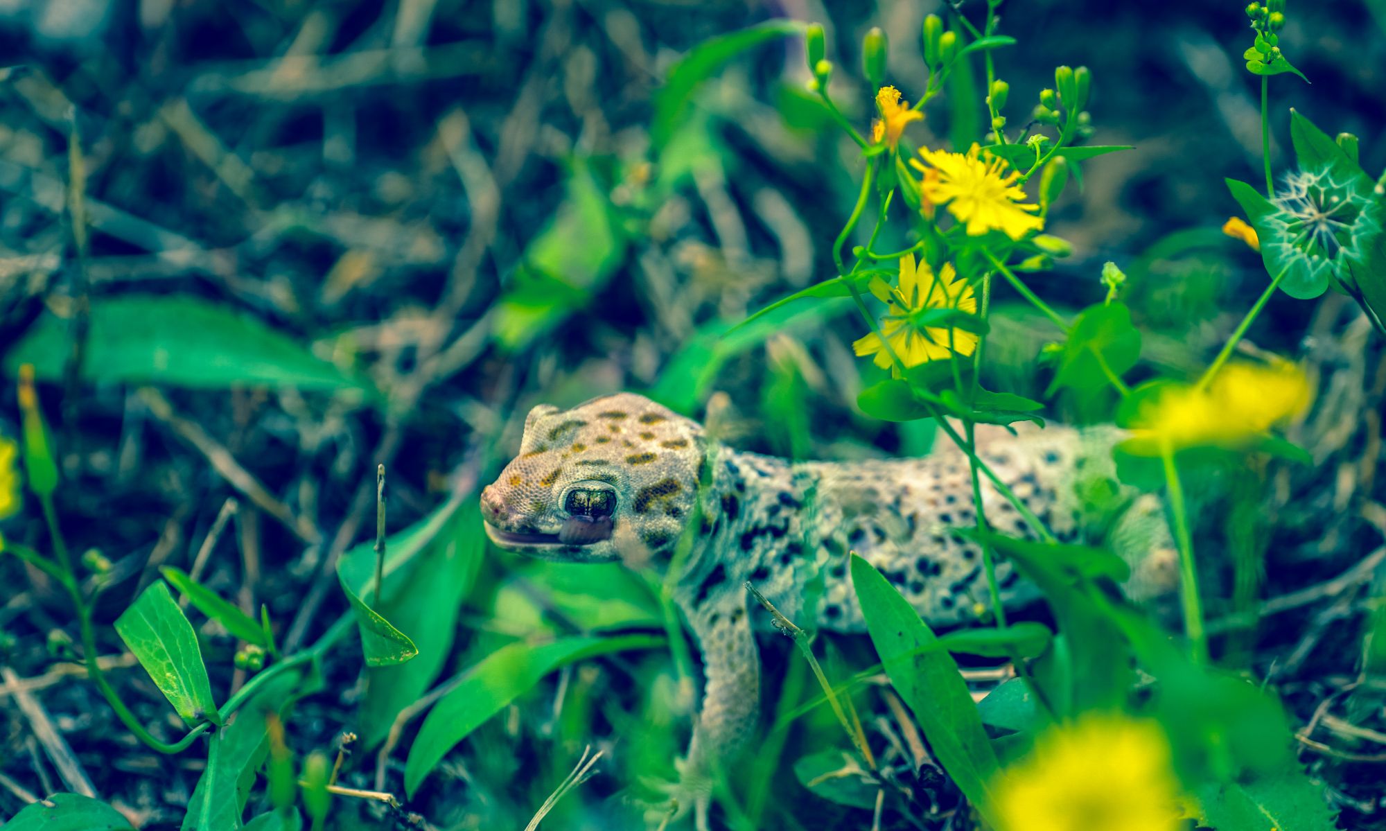 美丽的微距摄影,带给你不一样的视觉享受