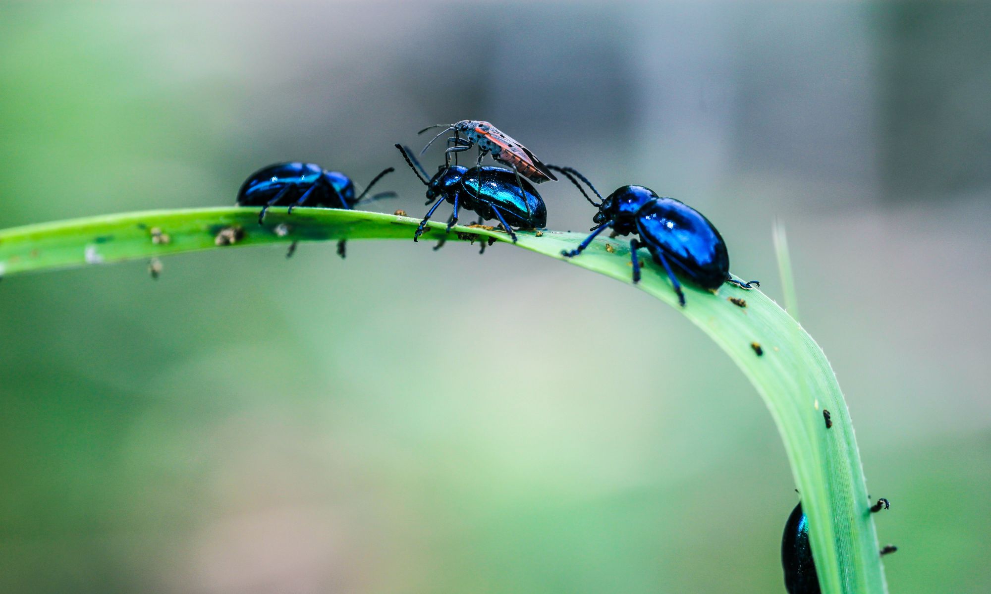 美丽的微距摄影,带给你不一样的视觉享受|蝽|花瓣|昆虫_新浪新闻