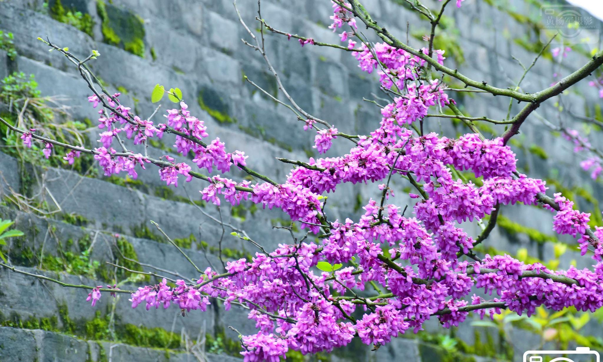 赣州古城墙旁盛开的紫荆花