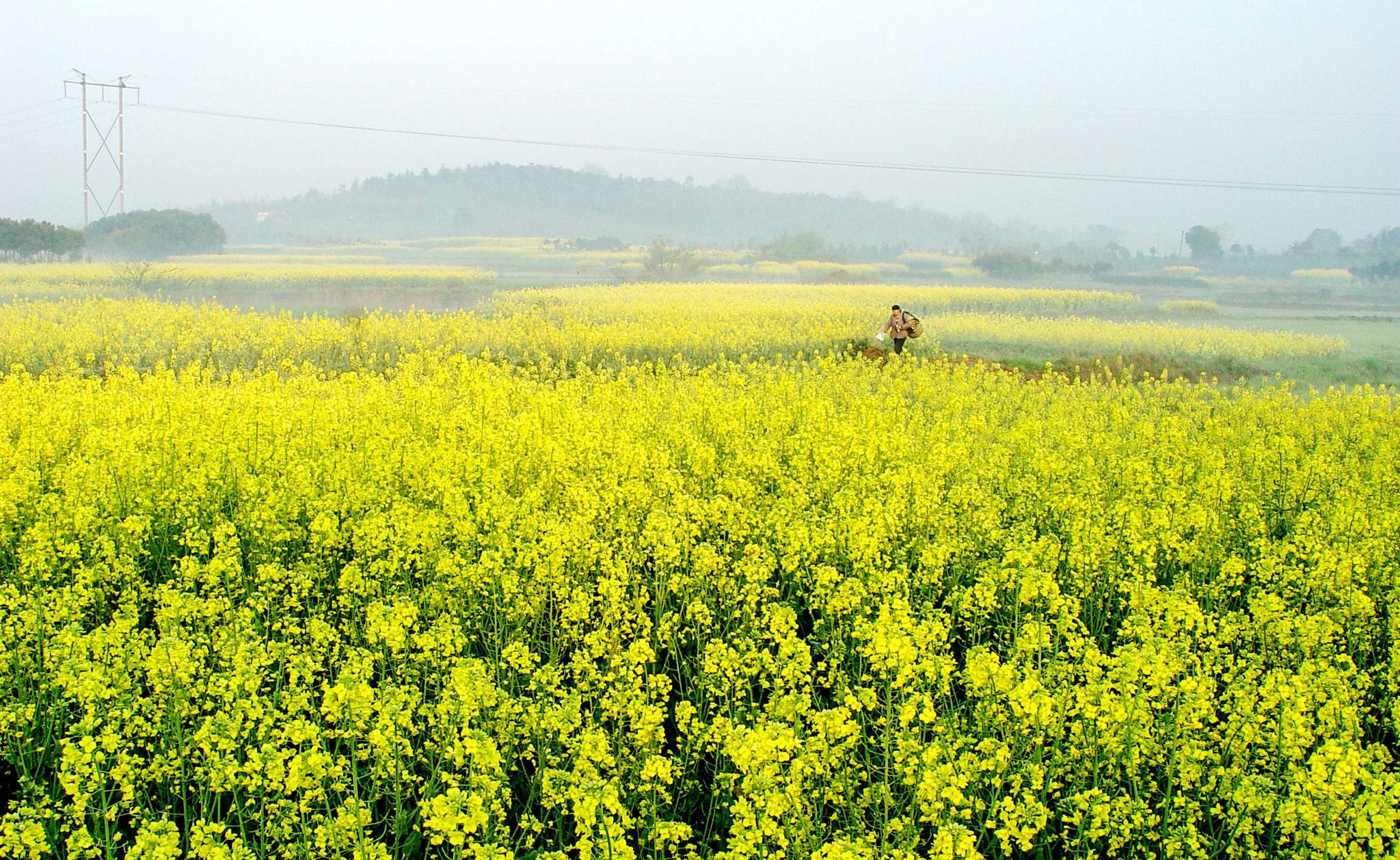 油菜属于什么作物 油菜有哪些主要种类