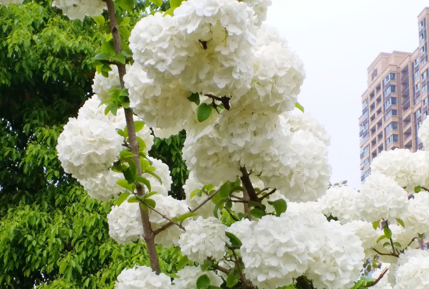 鄱阳湖边上,美丽的雪球花_高清图集_新浪网