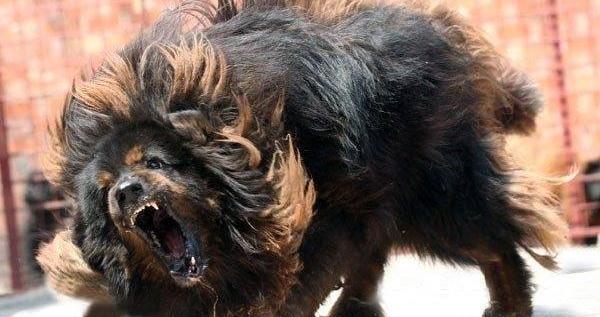 这就导致它们的咬合力没有鬣狗大,只有大约300kg,并且耐力捕食很足