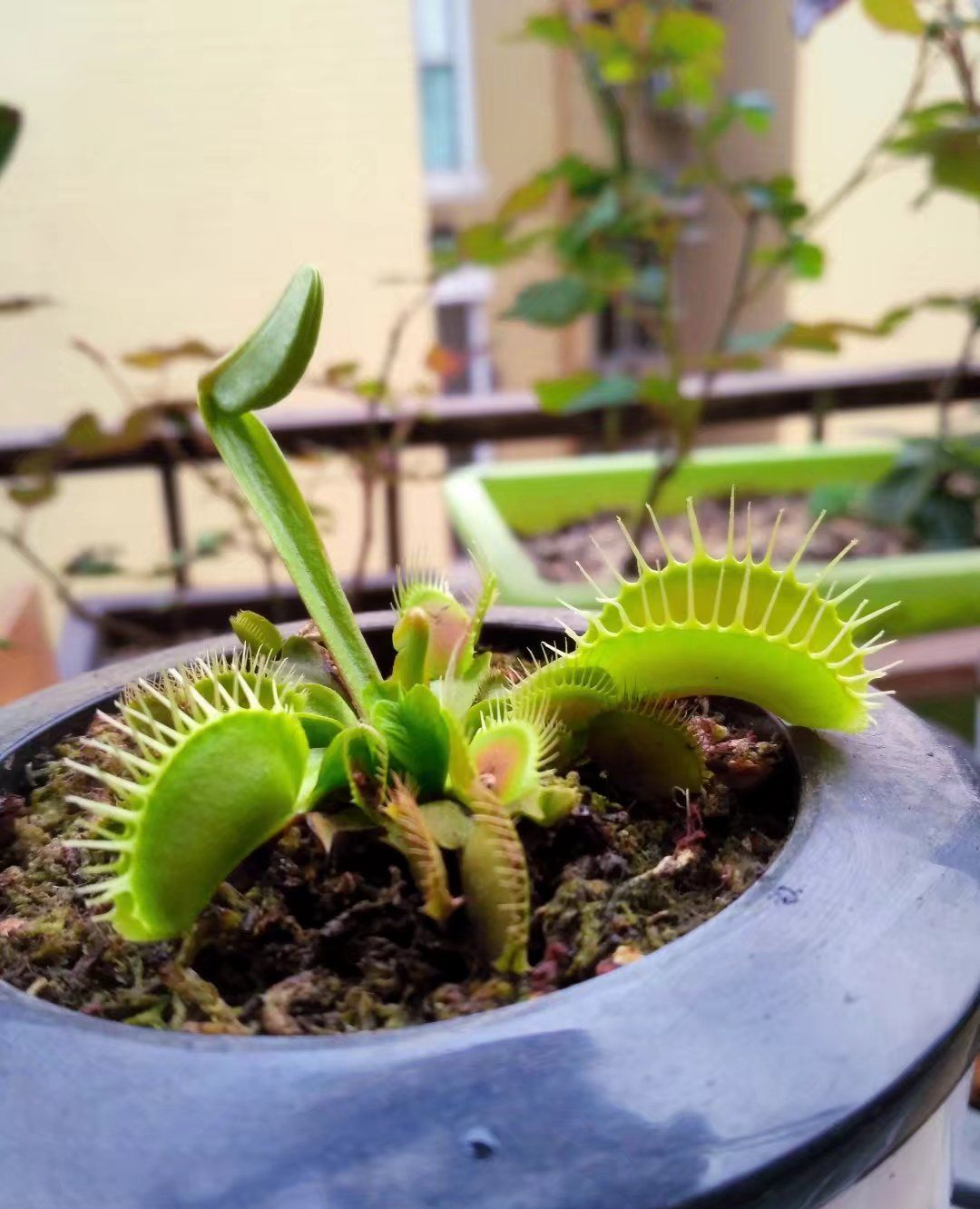 这些稀奇古怪的多肉植物我把它们当成阳台座上客