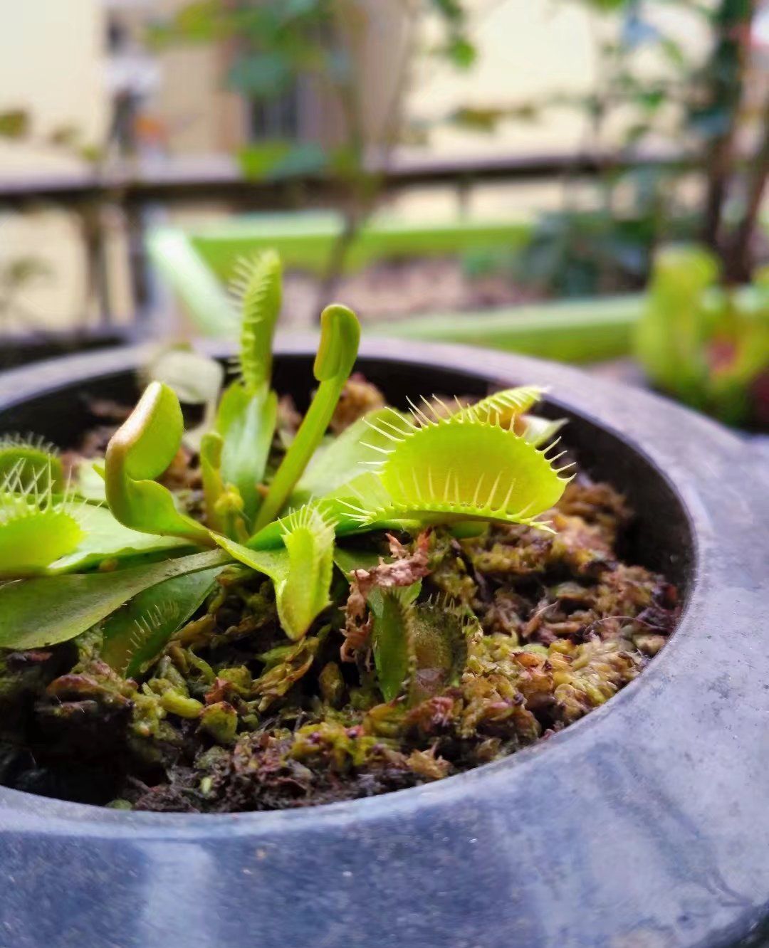 这些稀奇古怪的多肉植物我把它们当成阳台座上客