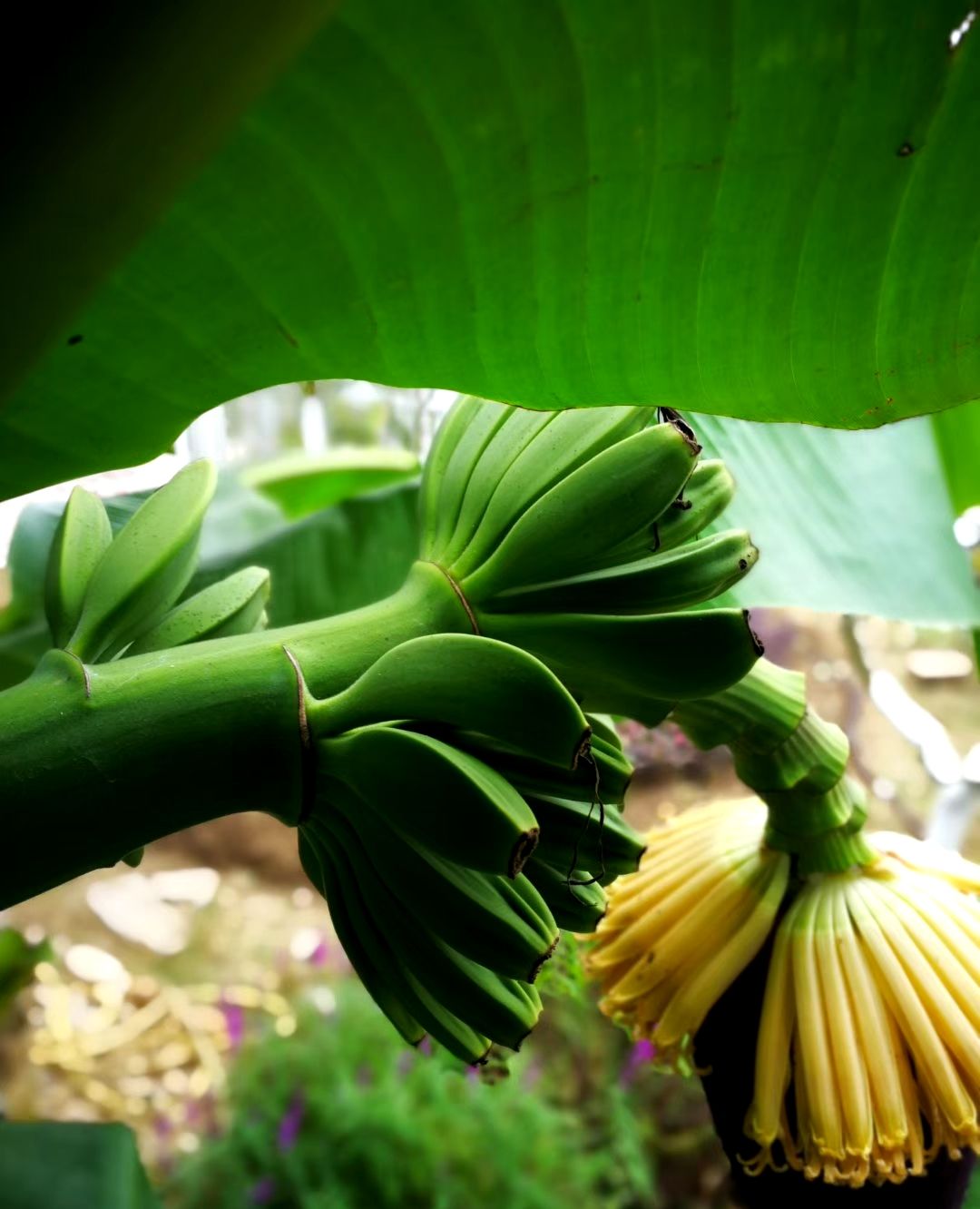 大自然的独特美味