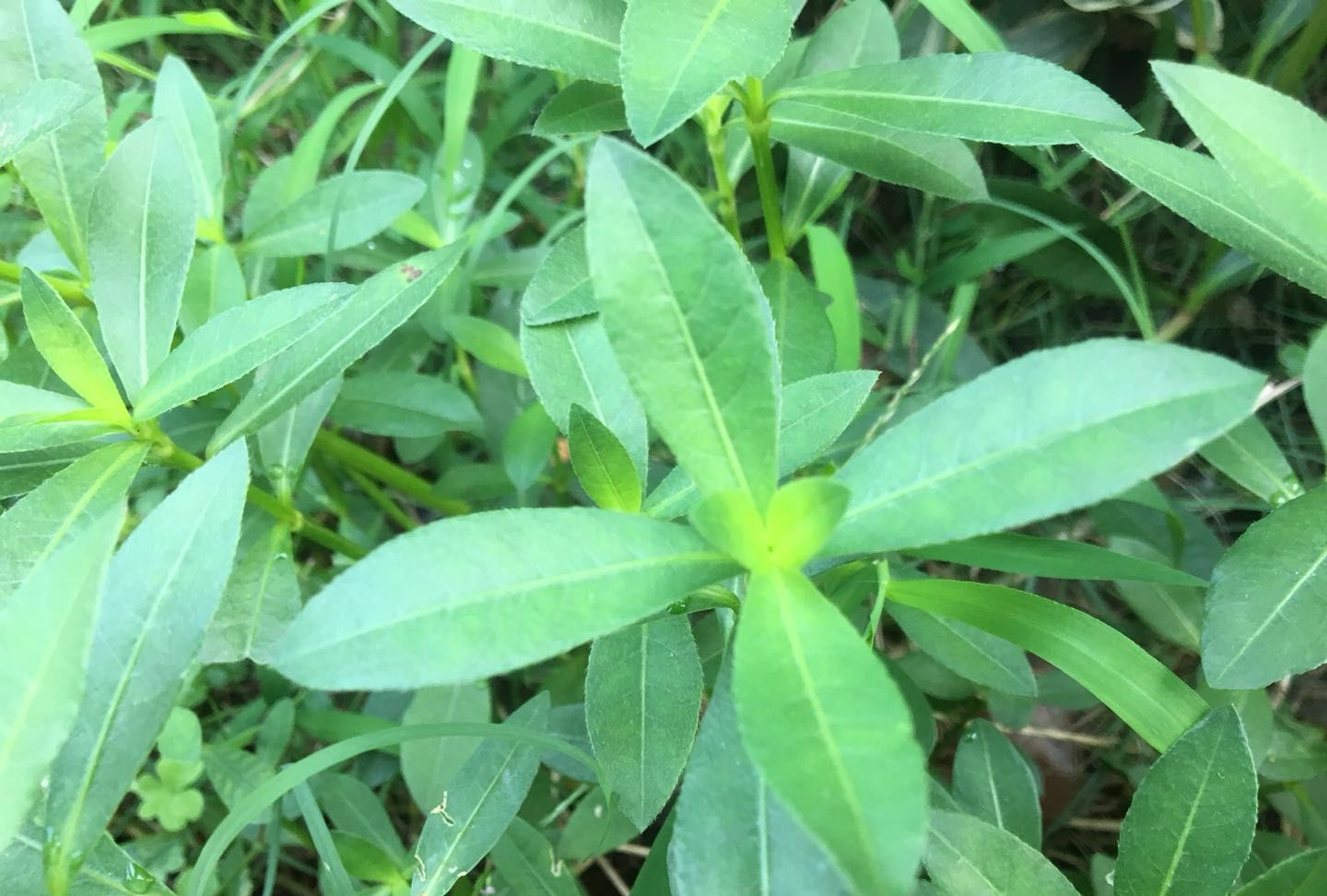 农村这种害草,农民称它为"打不死的小强",嫩芽可当野菜吃|水花生|嫩芽