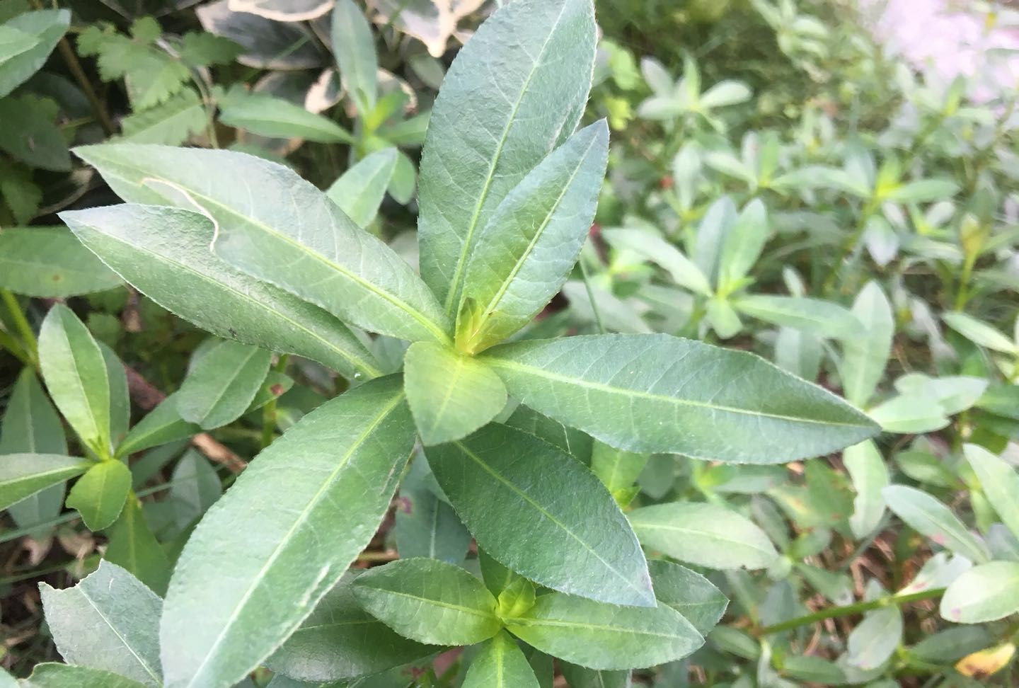 农村这种害草,农民称它为"打不死的小强",嫩芽可当野菜吃|水花生|嫩芽