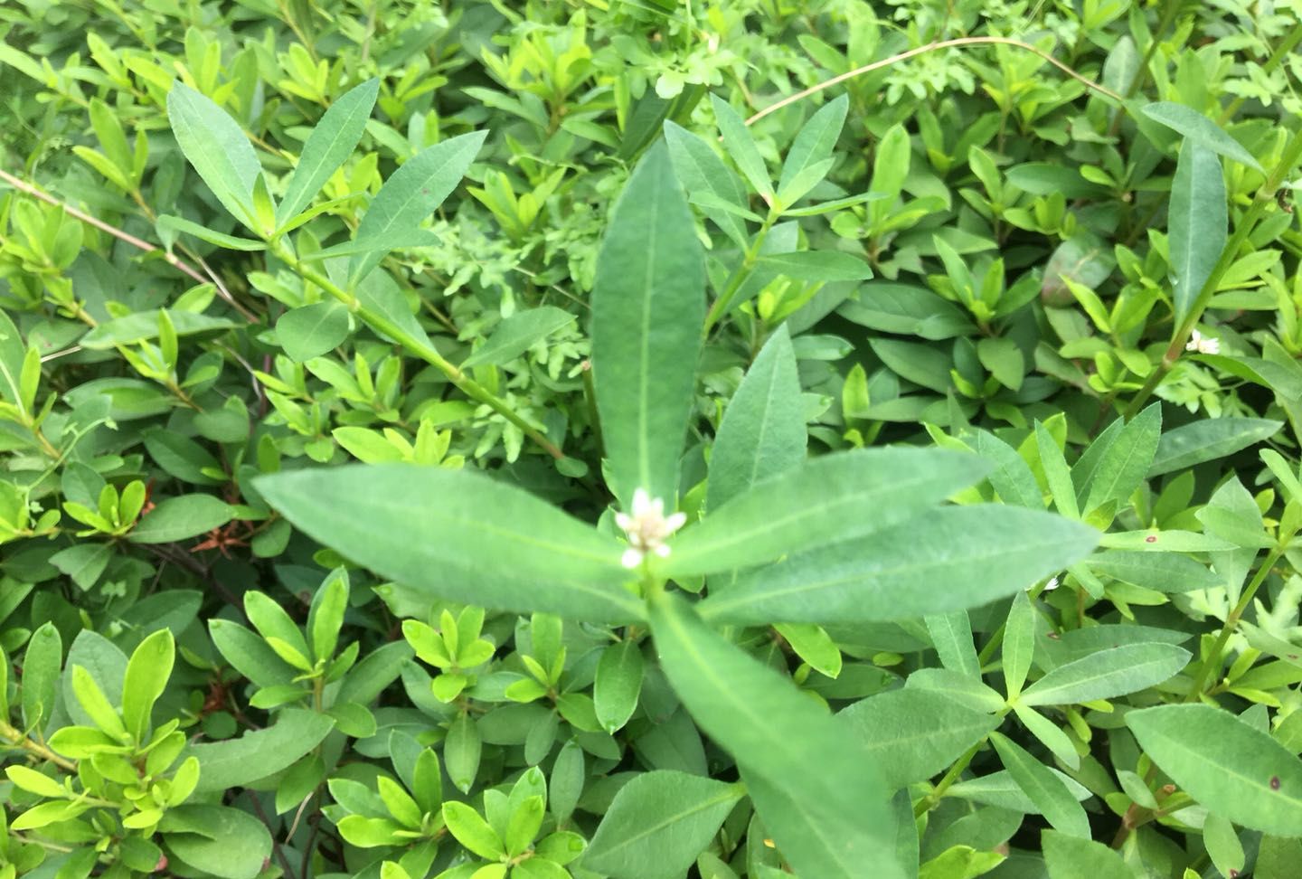 农村这种害草,农民称它为"打不死的小强",嫩芽可当野菜吃|水花生|嫩芽