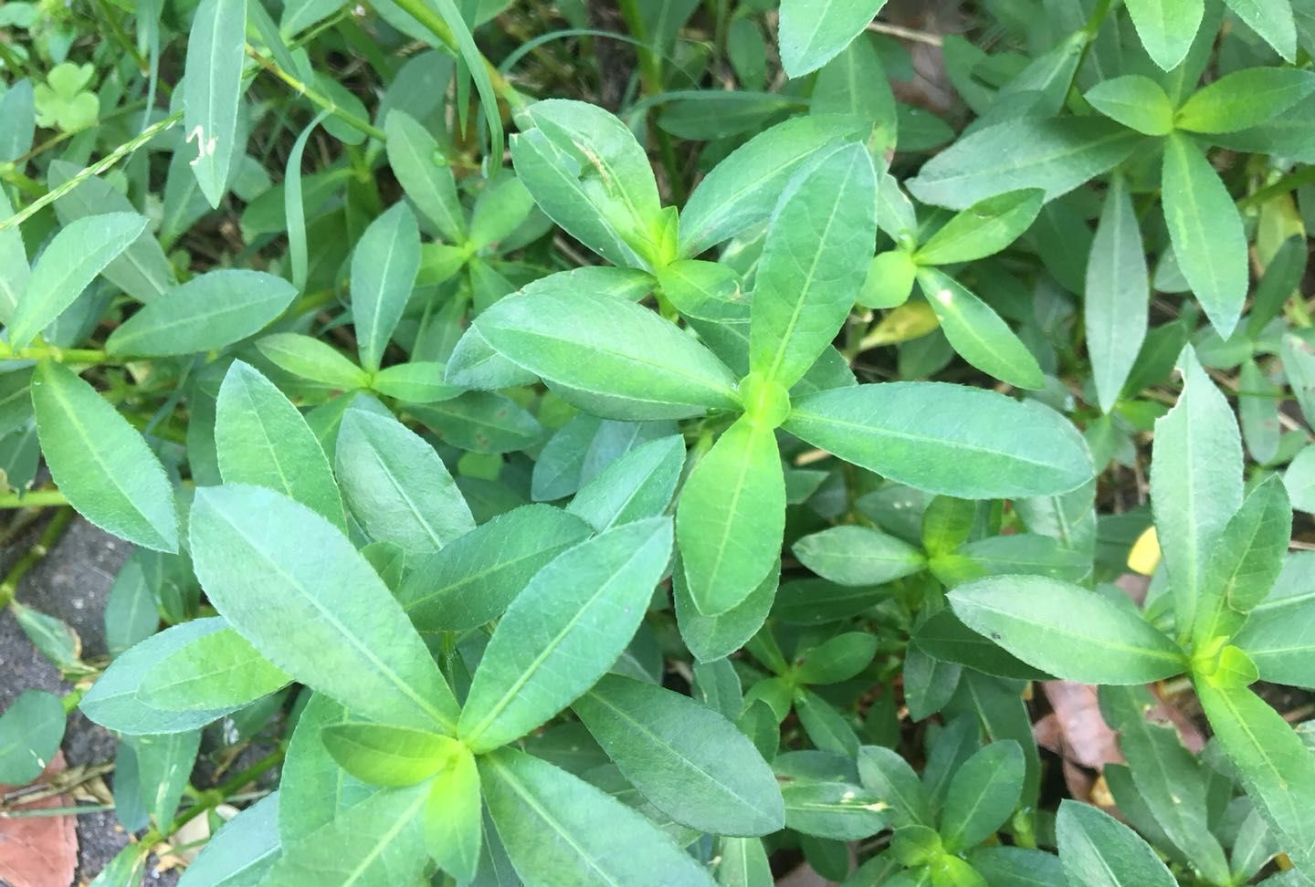 農村這種害草農民稱它為打不死的小強嫩芽可當野菜吃