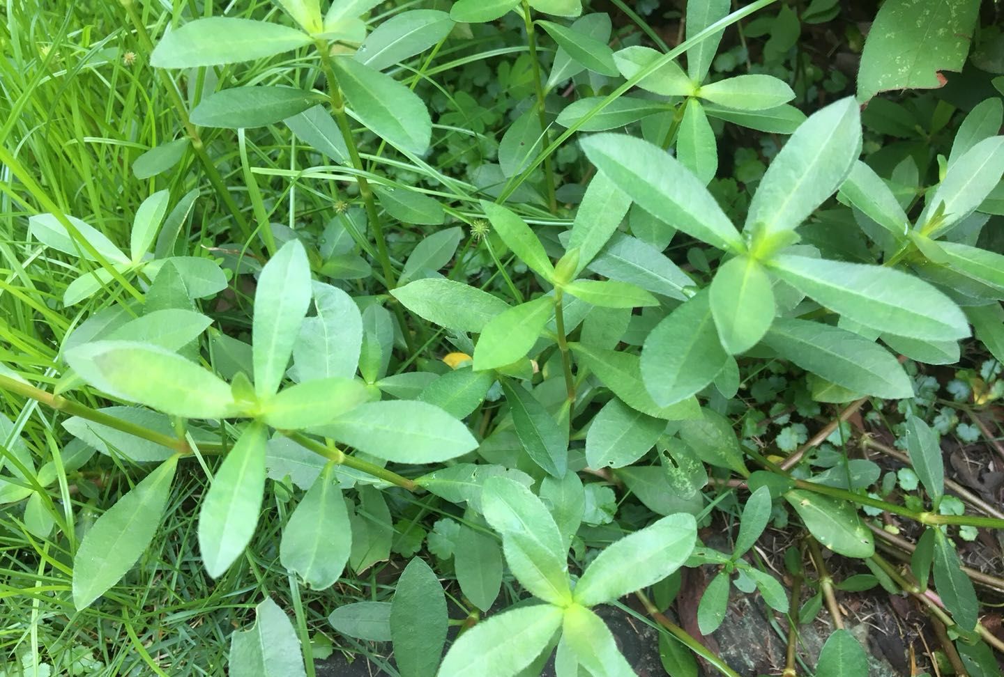 农村这种害草农民称它为打不死的小强嫩芽可当野菜吃