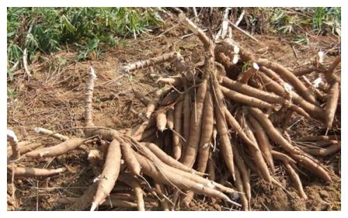 面包木薯有毒吗 新浪网