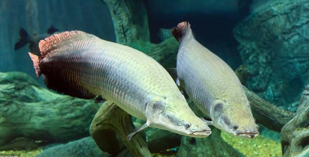 巨骨舌鱼能不能吃__财经头条