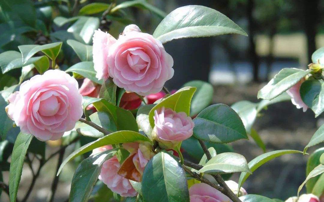 浙江省各市市花,你都知道是哪些吗_高清图集_新浪网