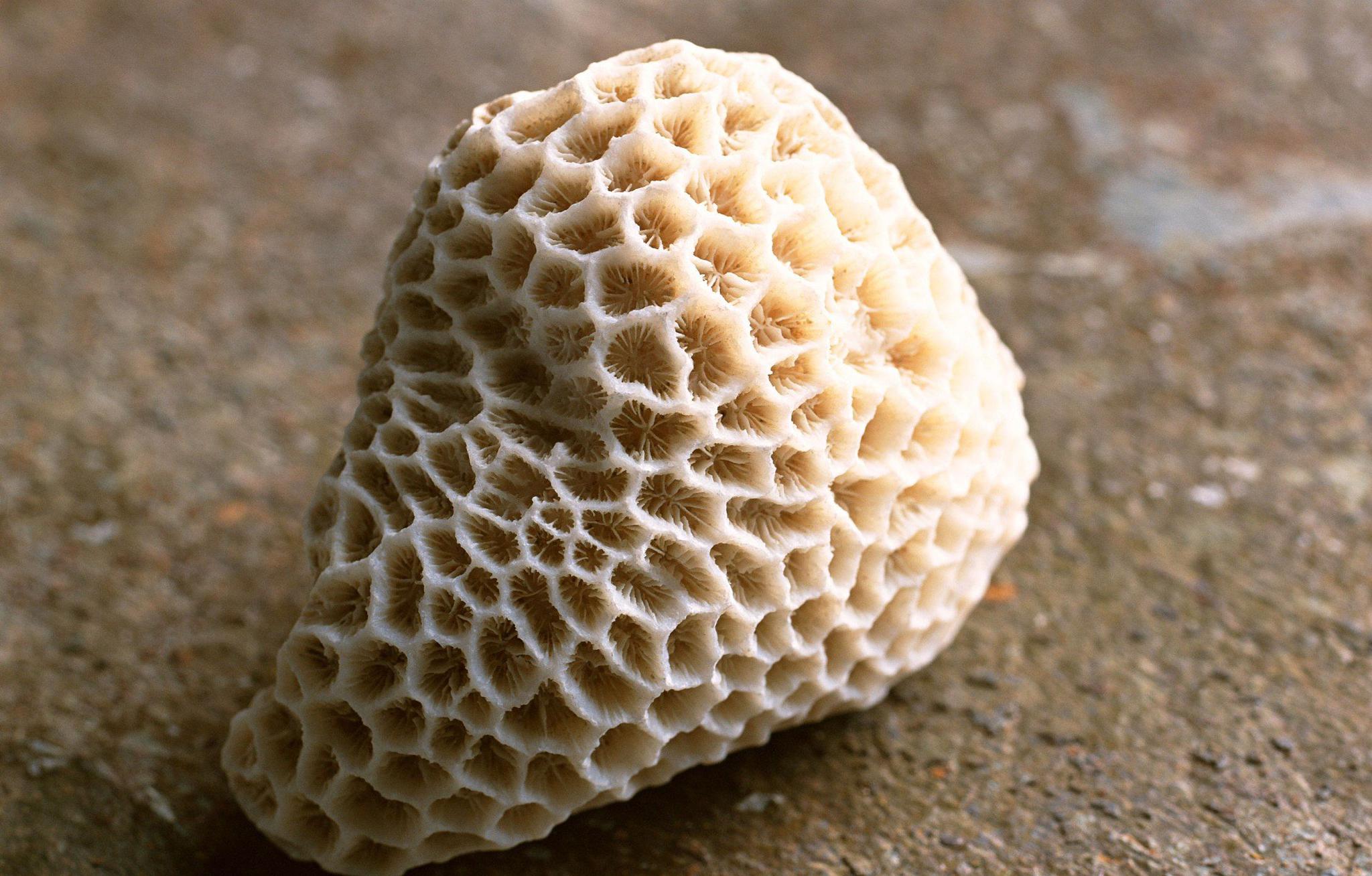 形状奇特,色彩斑斓的贝壳,十分美丽_高清图集_新浪网