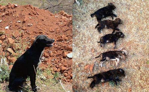 女子当母狗面摔死它的8只小狗,狗妈妈数月后也伤心死去