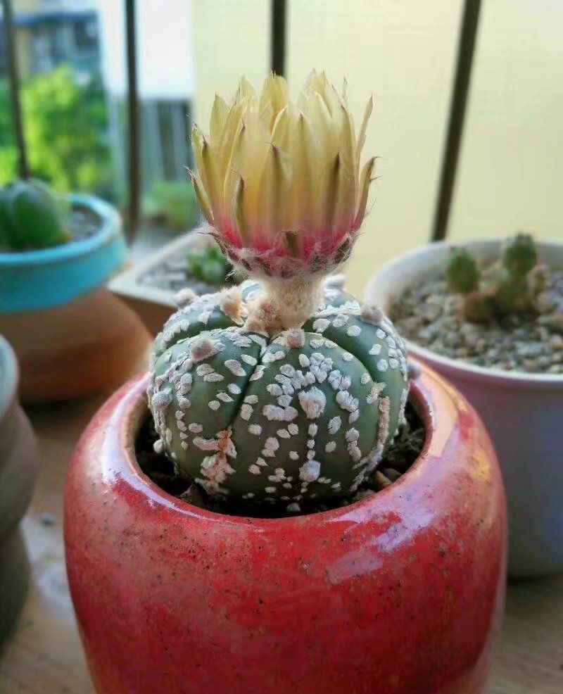 这些稀奇古怪的多肉植物我把它们当成阳台座上客