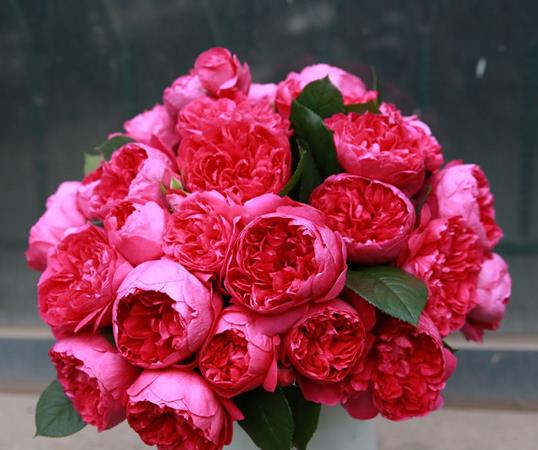 喜欢菊花,不如养盆"珍品月季"蔻丹,颜色亮丽,艳而不俗