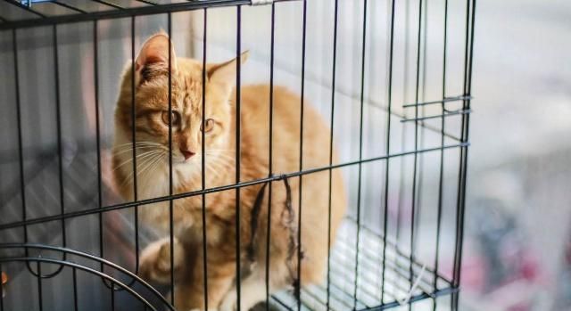可以把猫咪关在笼子里养吗?|笼子|猫咪|猫猫_新浪新闻