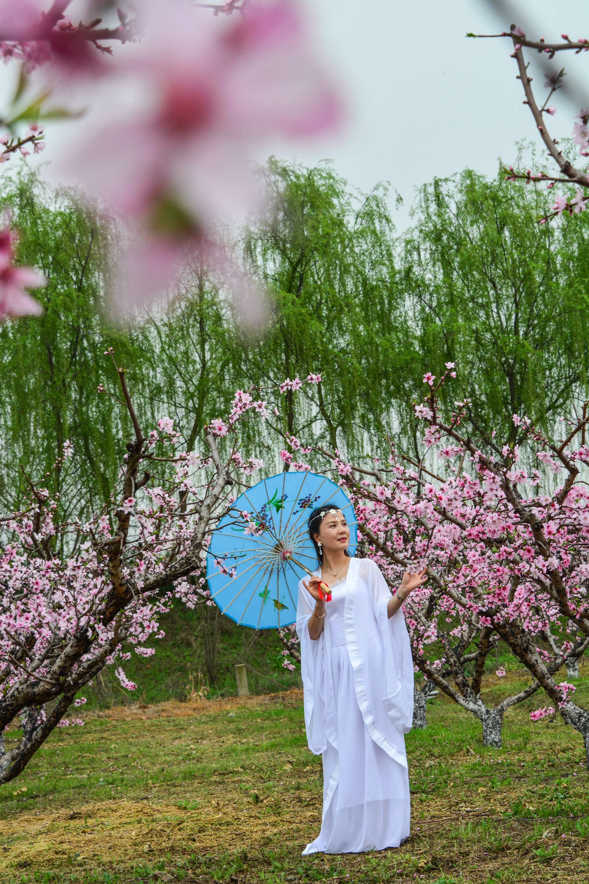 人面桃花相映红