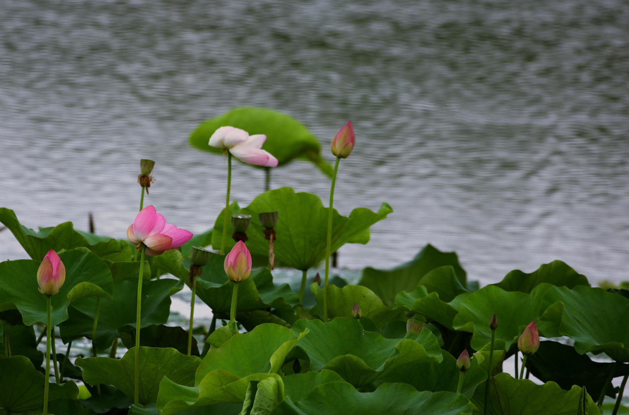 雨中荷塘别样情乡间荷塘激起了我心底那份久违的美妙感觉
