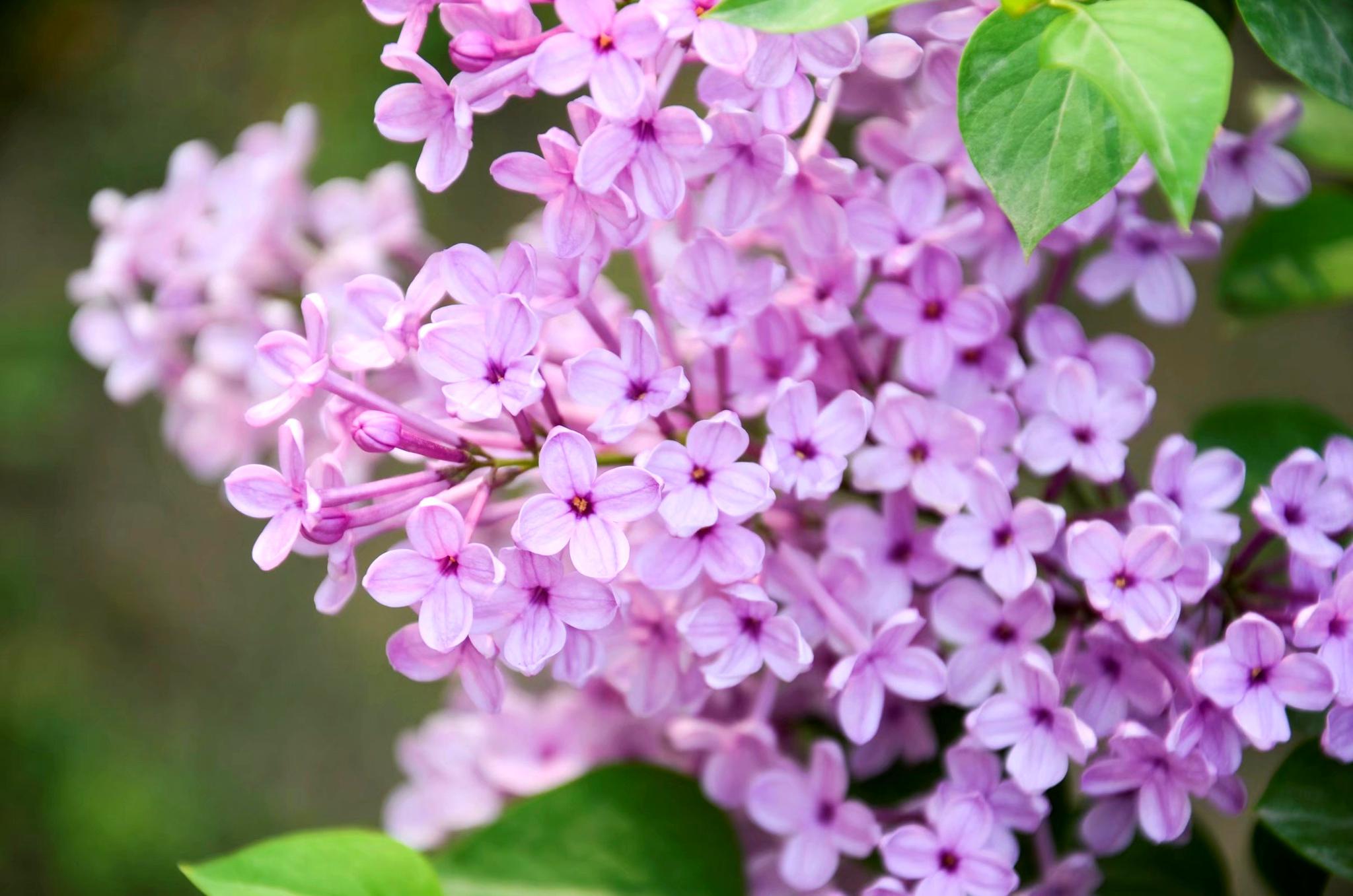 被历代文人墨客诵咏的丁香花是我国传统的香料性中药材