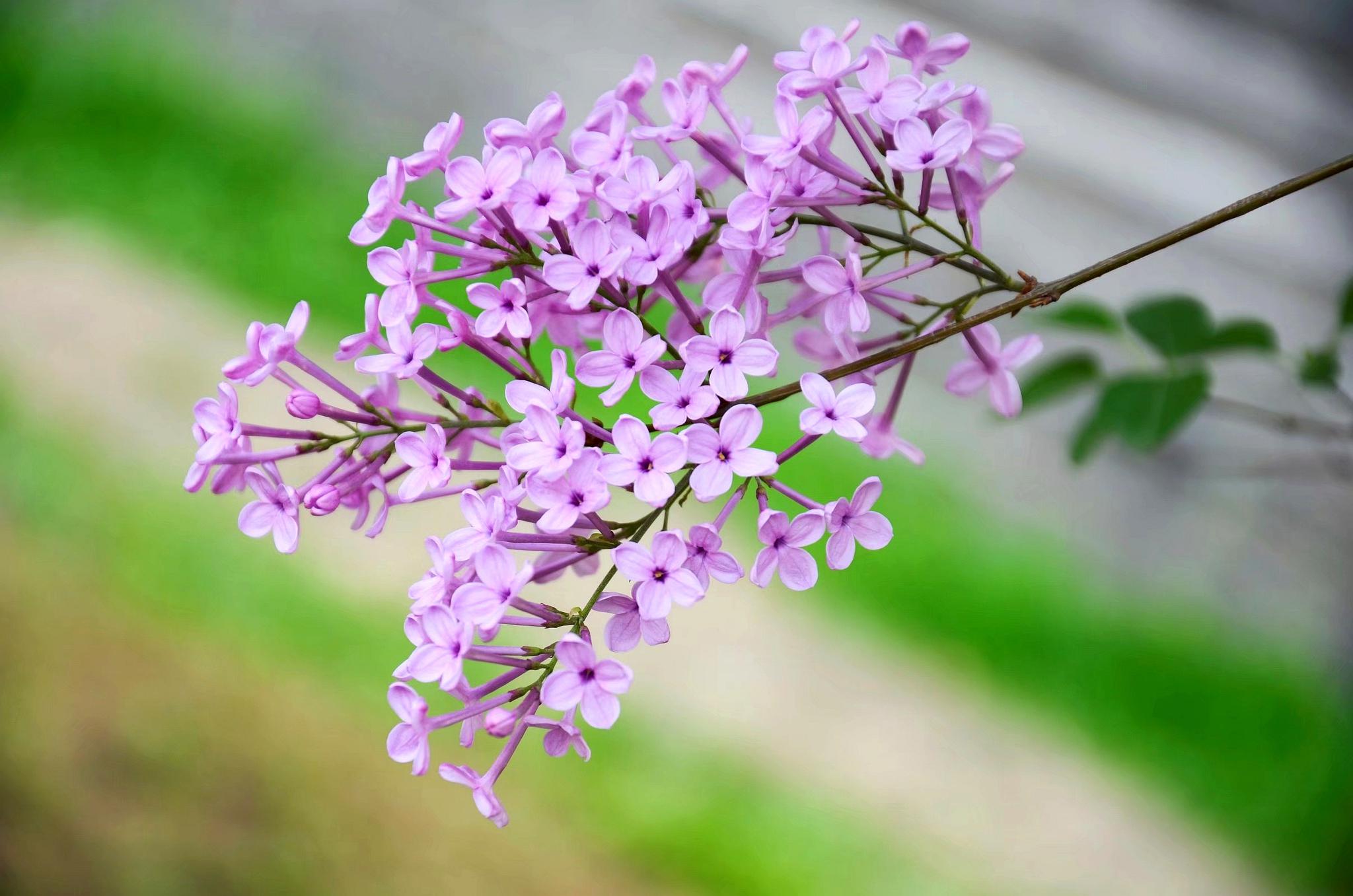 丁香花论坛发帖全指南：从注册到热门帖的完整路径