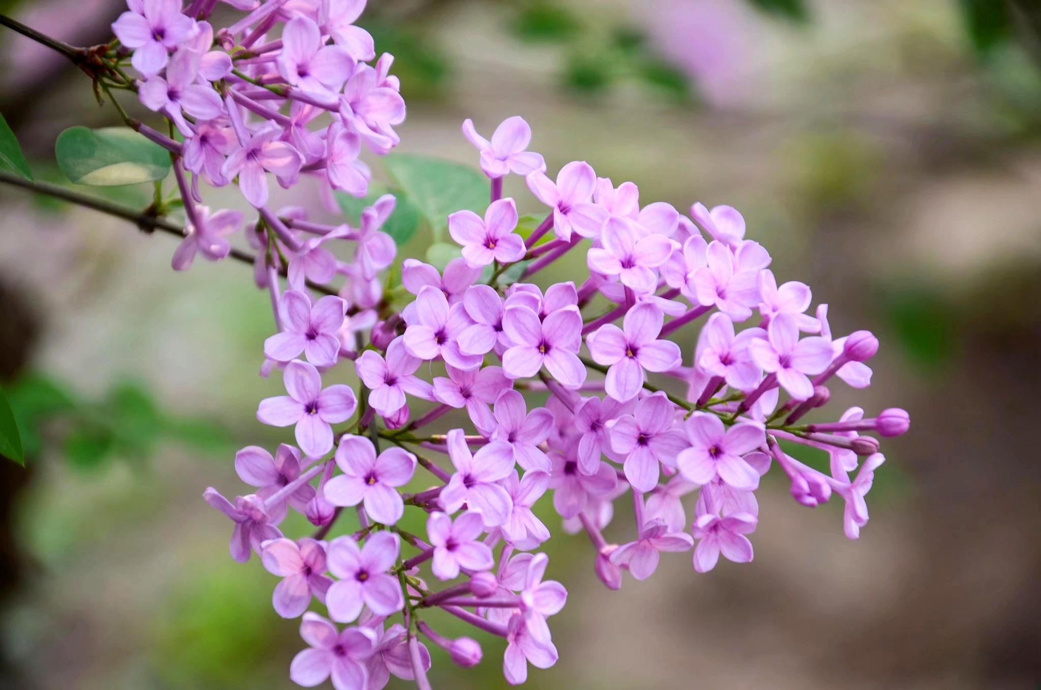 被历代文人墨客诵咏的丁香花是我国传统的香料性中药材