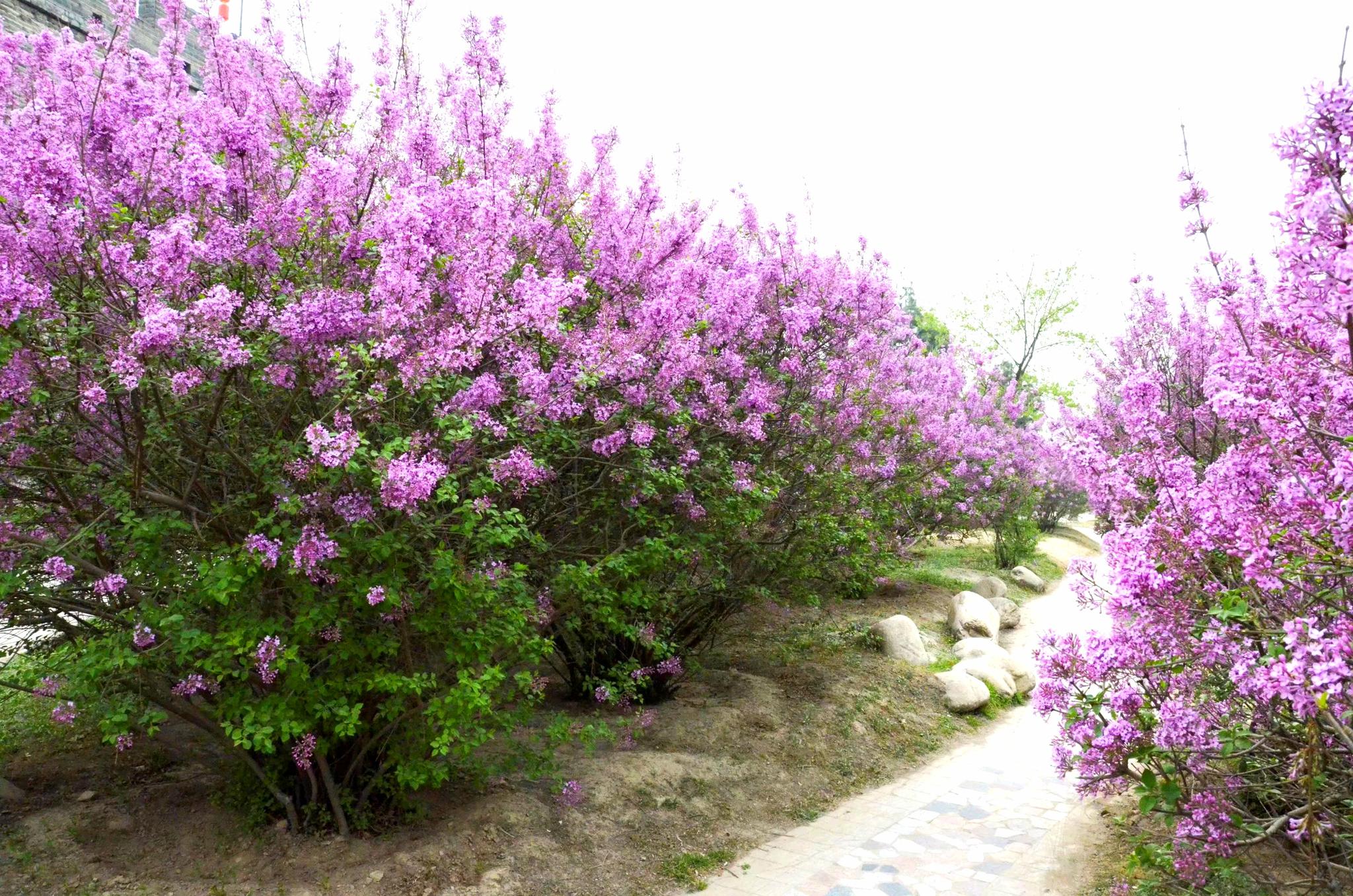 丁香花为木犀科丁香树落叶灌木或小乔木.