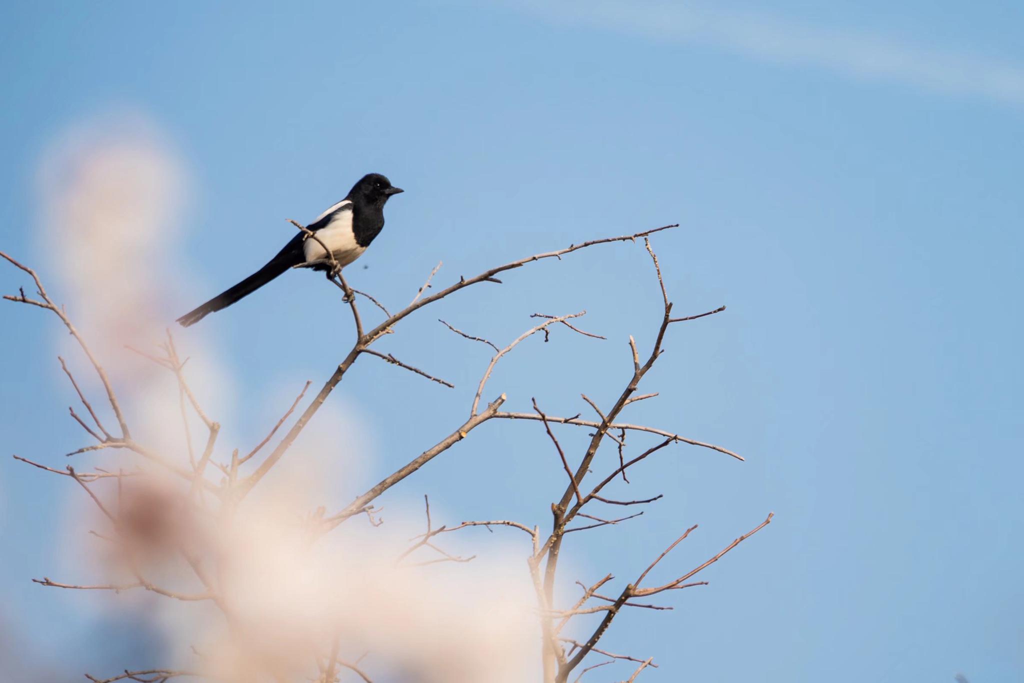 喜上枝头春意浓—喜鹊