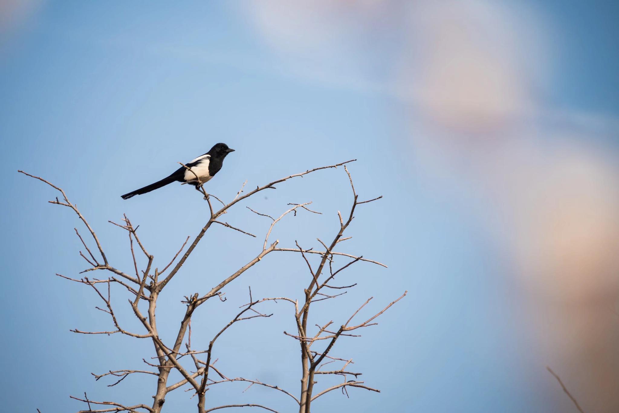 喜上枝头春意浓喜鹊