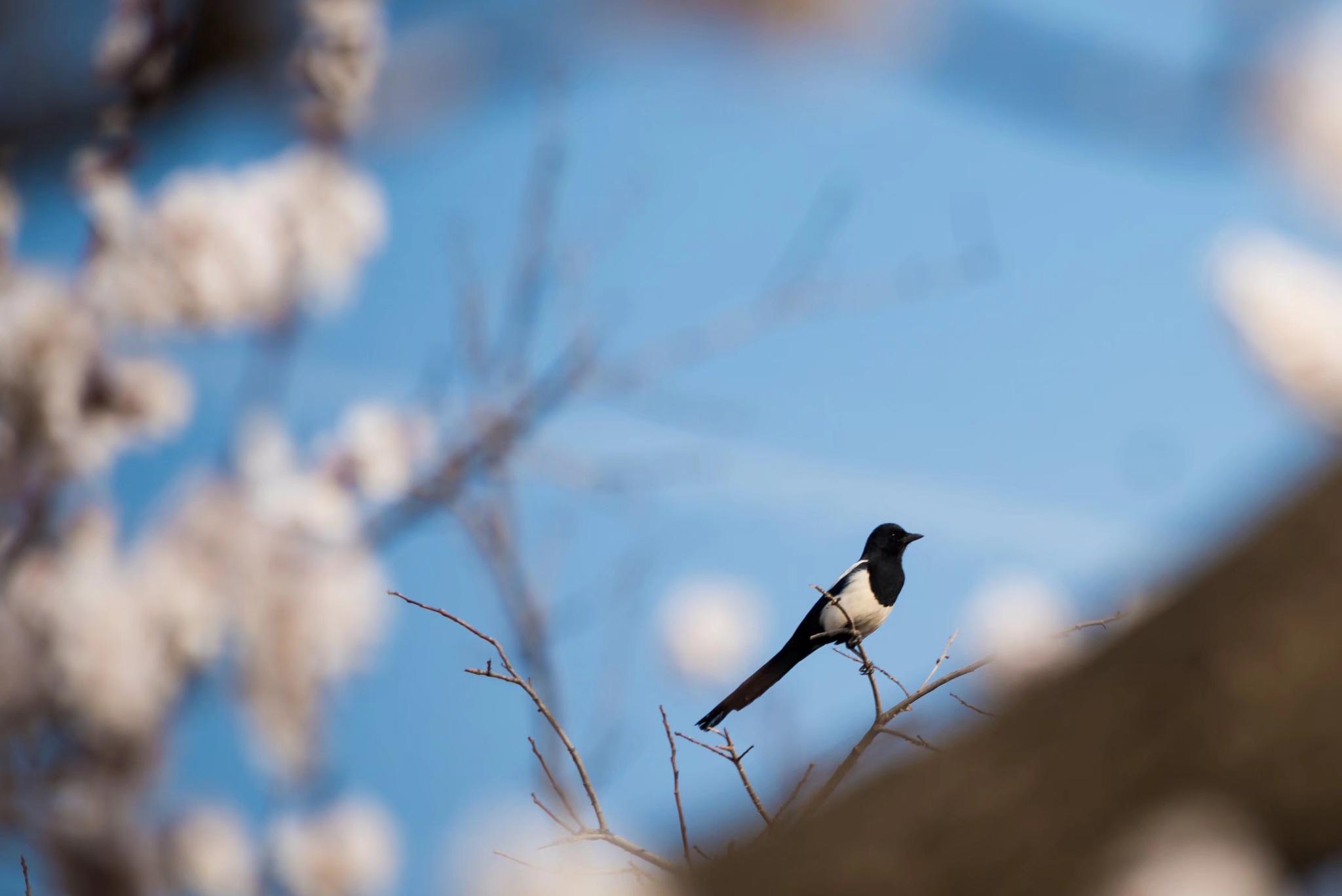 喜上枝头春意浓喜鹊