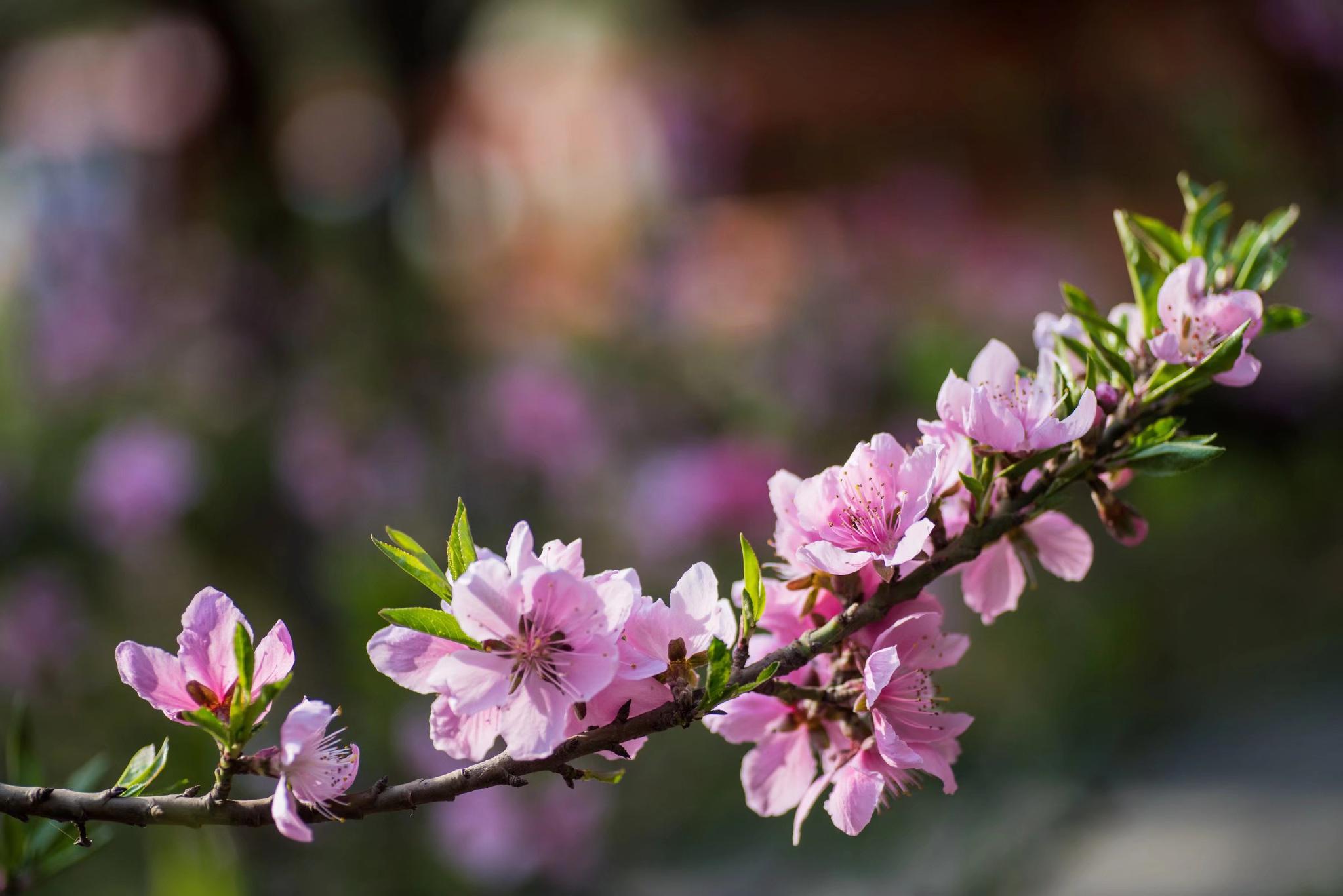花大色艳异常美丽的碧桃是历代文人墨客笔下的题材
