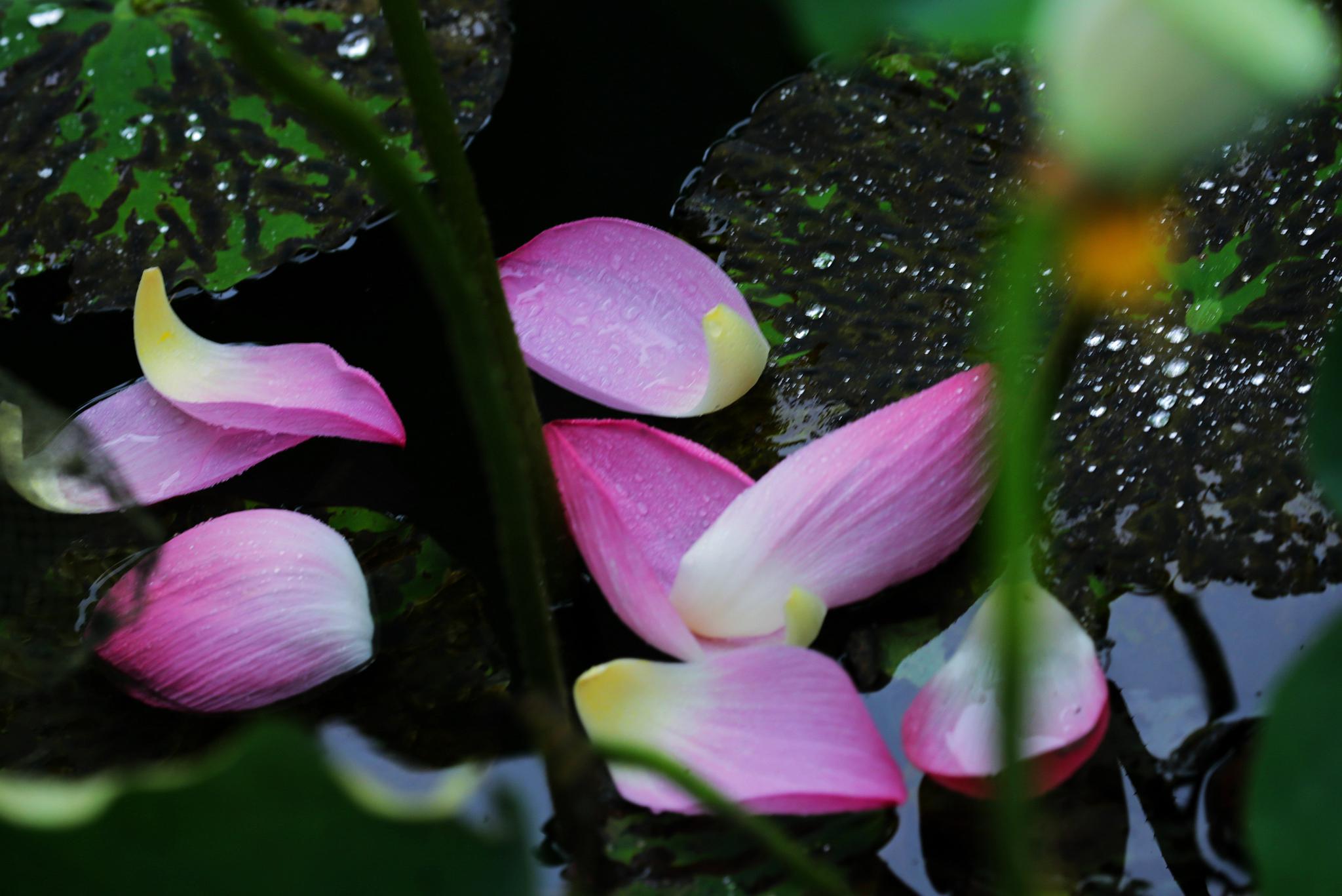 雨中荷塘别样情乡间荷塘激起了我心底那份久违的美妙感觉