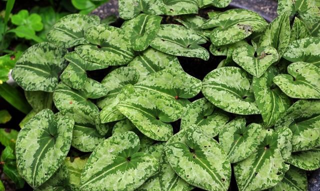 为中国特有物种,亦称大叶马蹄香,花叶细辛,花脸猫,翻天印,黑白分明的