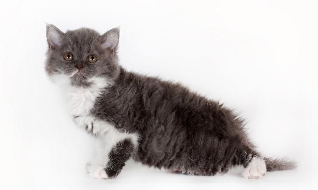 德文卷毛猫的性格特征?|卷毛猫|德文|主人_新浪新闻