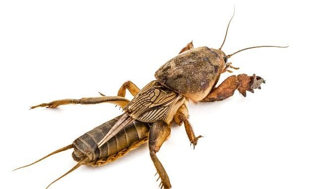 前足为开掘足,后足胫节背面内侧有0一2个刺,多为1个.