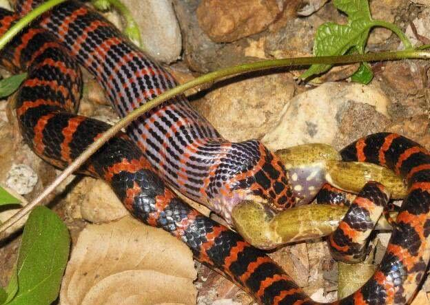 金环蛇吞食青蛙耗时整整2个小时,捕猎8分钟吃饭2小时,心好累