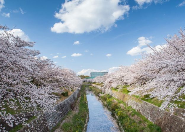 山崎川沿岸,是日本名古屋的赏樱名胜,河道很深且河水清澈_高清图集