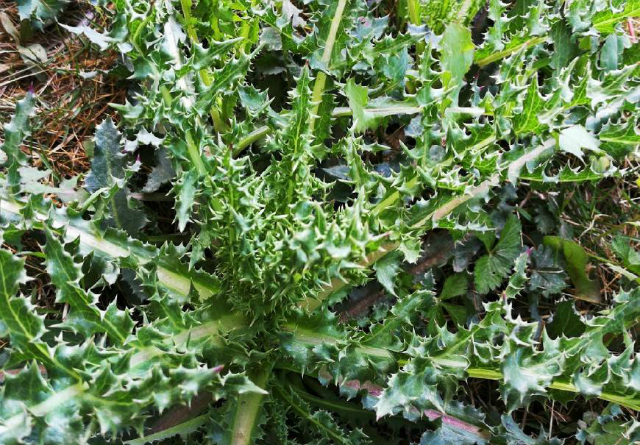 农村这种带刺的野菜,被称为百草之王,是一种止血止痛的良药