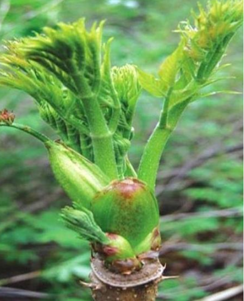 刺老芽|蚯蚓粪|养护_新浪新闻