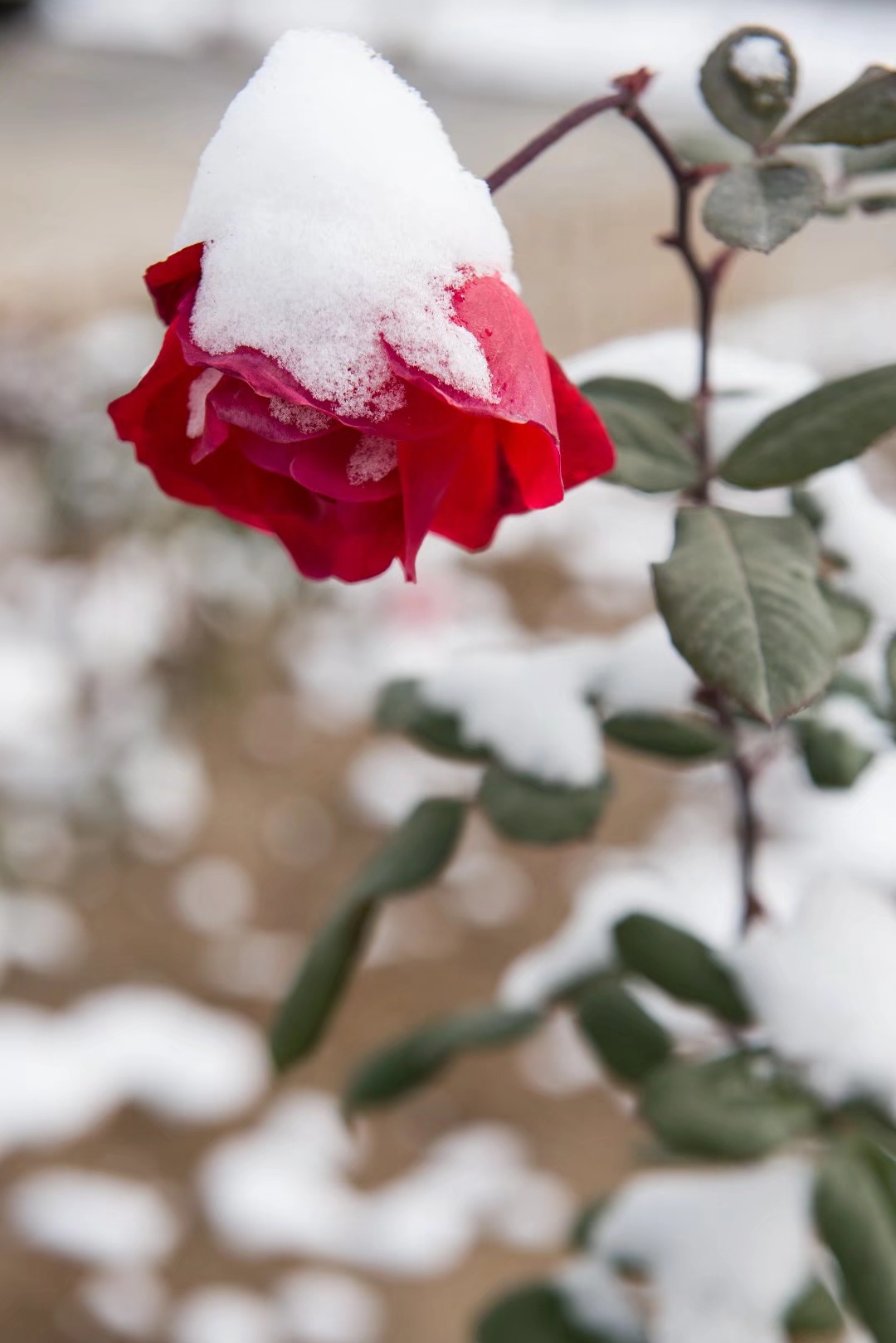 雪中玫瑰,美到心醉(18图)
