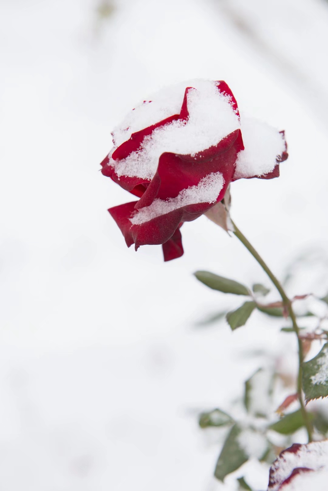雪中的玫瑰花摄影图__图片素材_其他_摄影图库_昵图网nipic.com