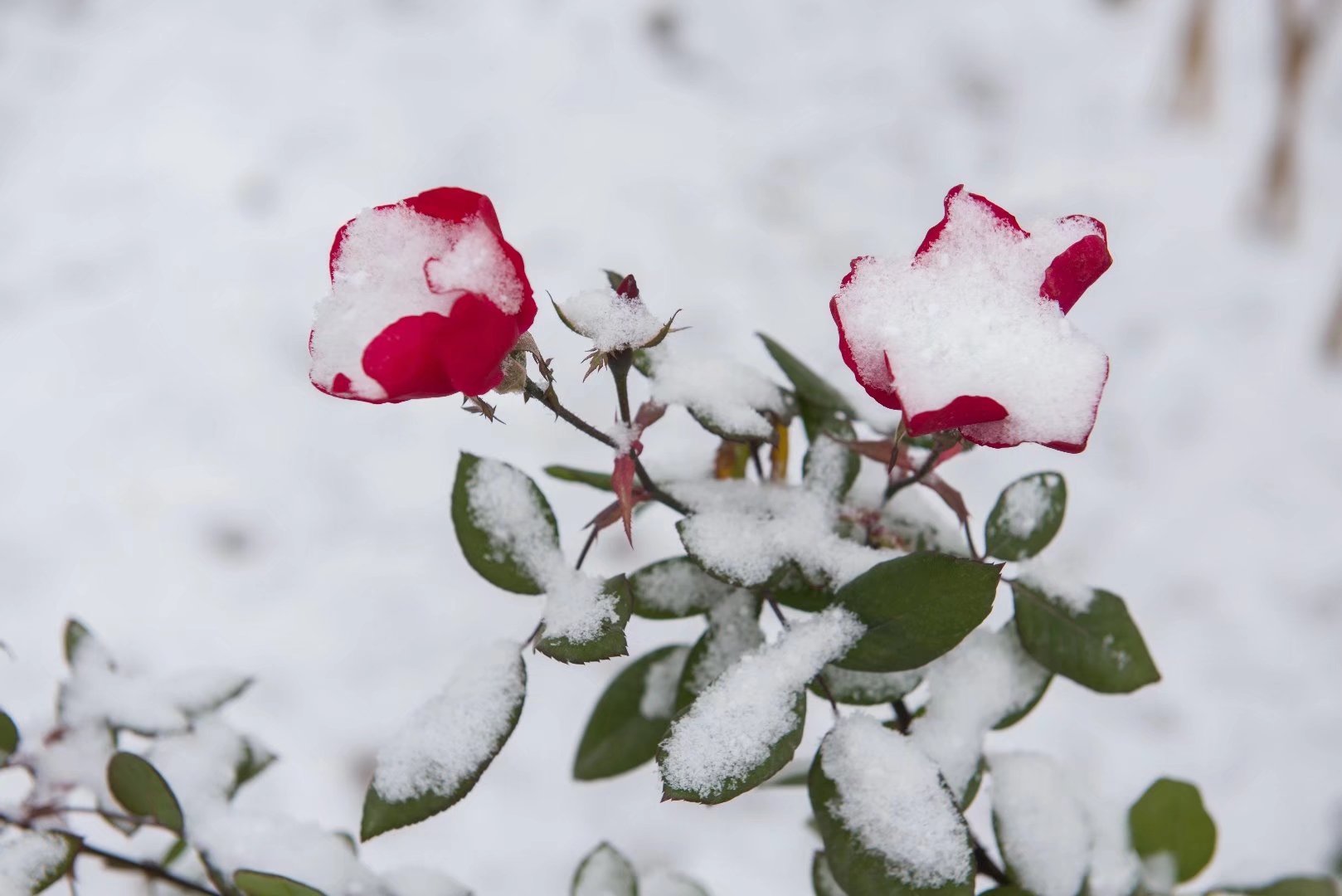 雪中玫瑰，美到心醉（18图）|玫瑰_新浪新闻