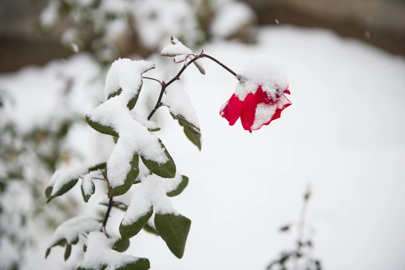 在雪中红色的玫瑰 爱的象征 冬天 - Pixabay上的免费照片 - Pixabay