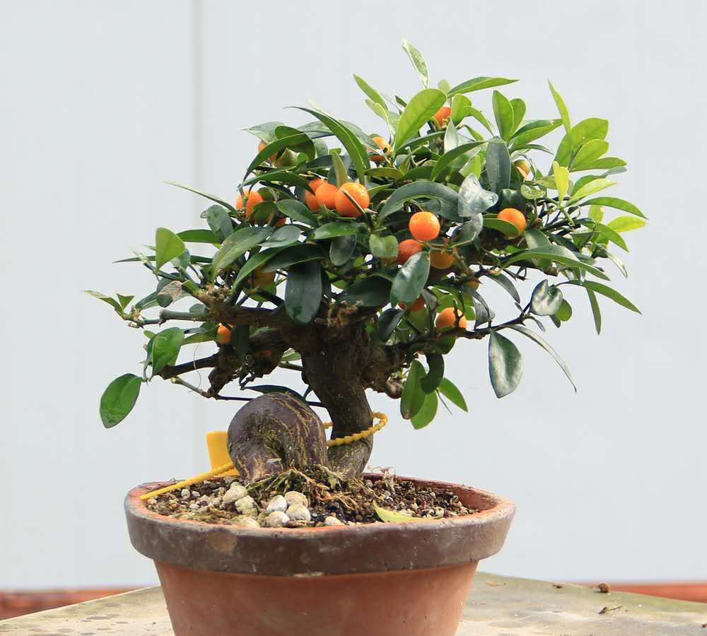 日本金豆 年功到位,造型独特,层次分明,树上已挂满金豆子,配上典雅的